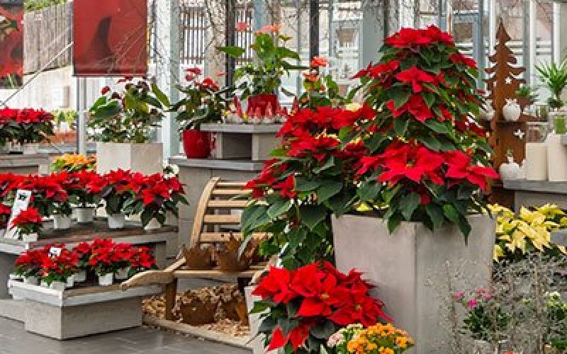 blumen-schoenleber_altdorf_aktionen_advent_weihnachten blumen-schoenleber_altdorf_aktionen_advent_weihnachten