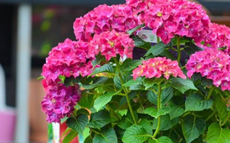 blumen-schoenleber_altdorf_aktionen_muttertag