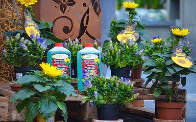 blumen-schoenleber_altdorf_gaertnerei_duenger_ blumen-schoenleber_altdorf_gaertnerei_duenger_