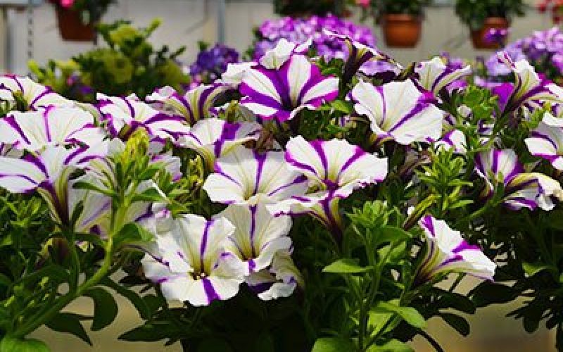 blumen-schoenleber_altdorf_service_Balkonkasten blumen-schoenleber_altdorf_service_Balkonkasten
